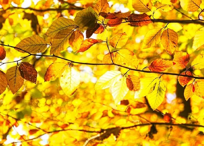 Курортный комплекс Czocha Palace&czocha - Or Czocha